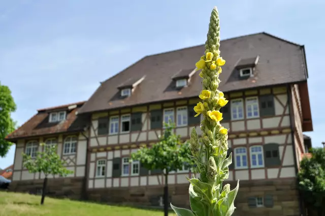 Die Königskerze ist ein schöner Hingucker vor dem Gutshofgebäude. | Foto: Daniela Somers