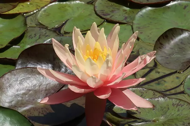 Foto: Eduard Warenik