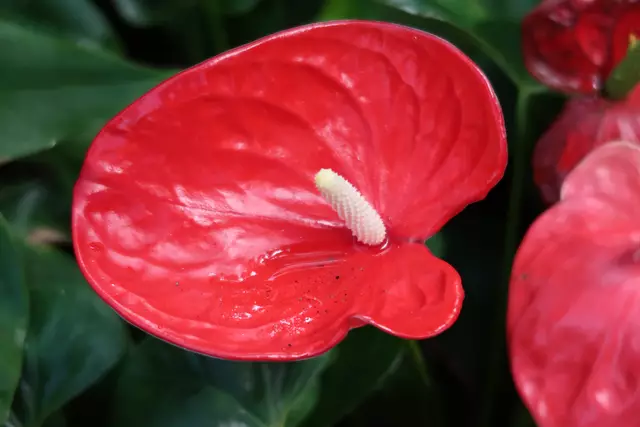 Foto: Eduard Warenik