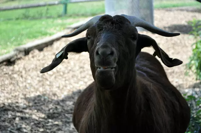 Die Ziege war anfangs schon an den Möhren interssiert. | Foto: Daniela Somers