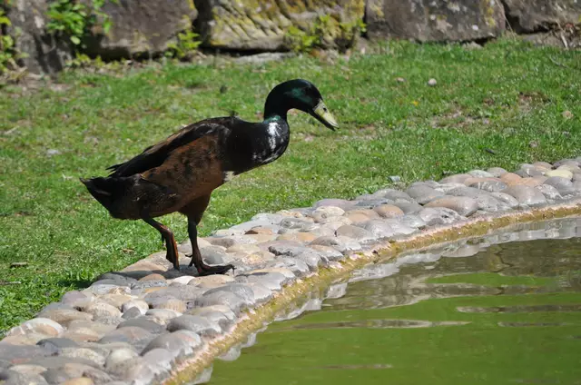 Jetzt aber schnell rein. Die Kumpels schwimmen schon. | Foto: Daniela Somers