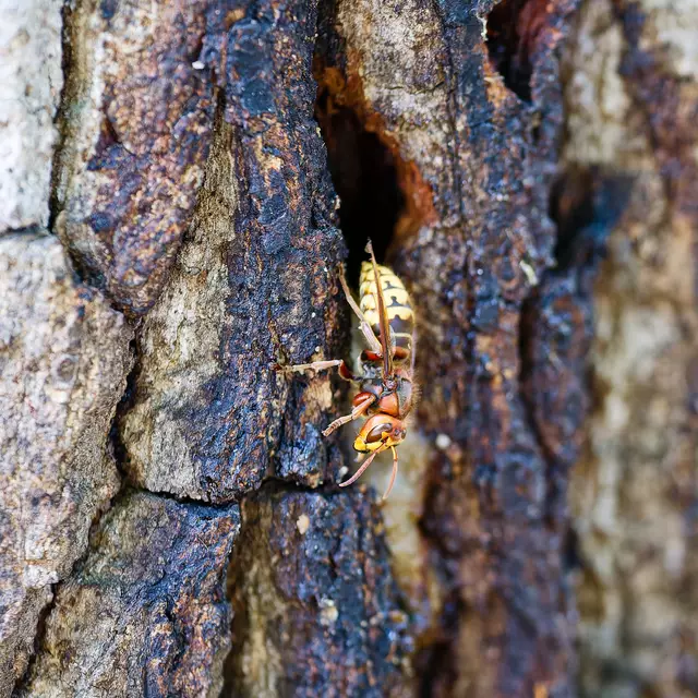 Beeindruckend: Hornissen bei der Arbeit | Foto: WKY