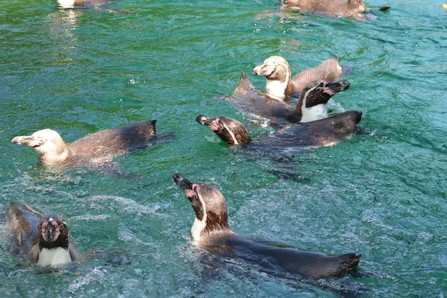 Foto: Eduard Warenik