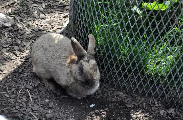 Man sieht, die Tiere werden gut gefüttert. | Foto: Daniela Somers