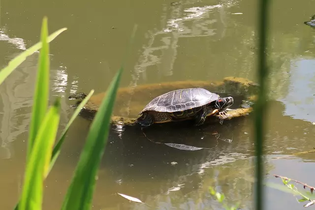 Foto: Eduard Warenik