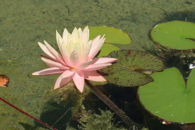 Foto: Eduard Warenik