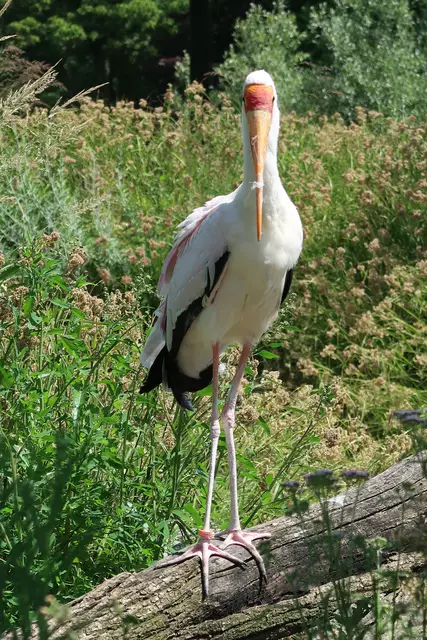 Foto: Eduard Warenik