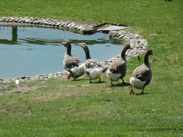 Die Gänseschar auf dem Weg zum Wasser.  | Foto: sigischlottke