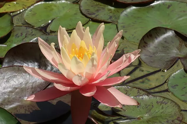 Foto: Eduard Warenik