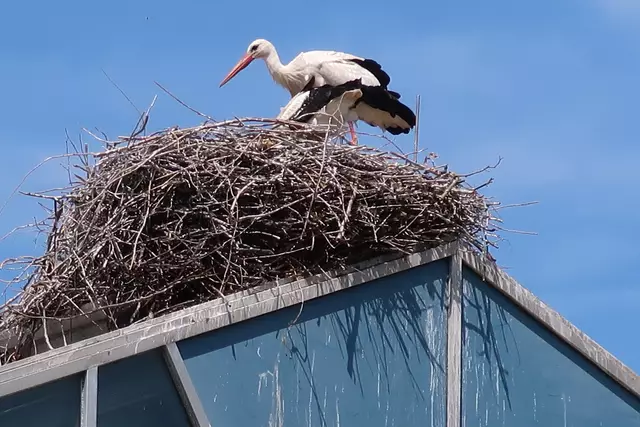 Foto: Eduard Warenik