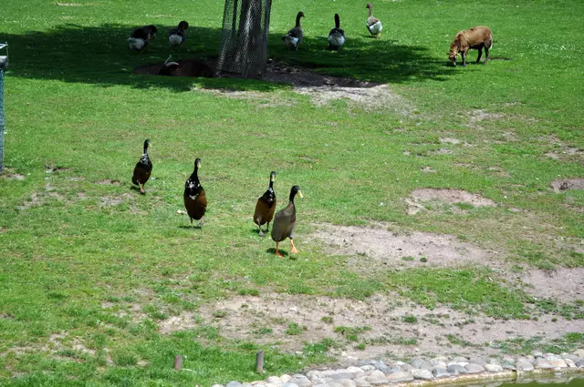 Und sobald die Gänse sich wieder vom Teich entfernen, kommen die Laufenten zum baden. | Foto: Daniela Somers