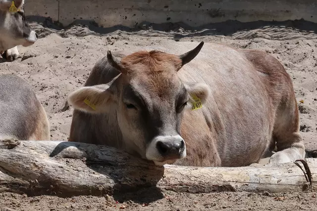 Foto: Eduard Warenik