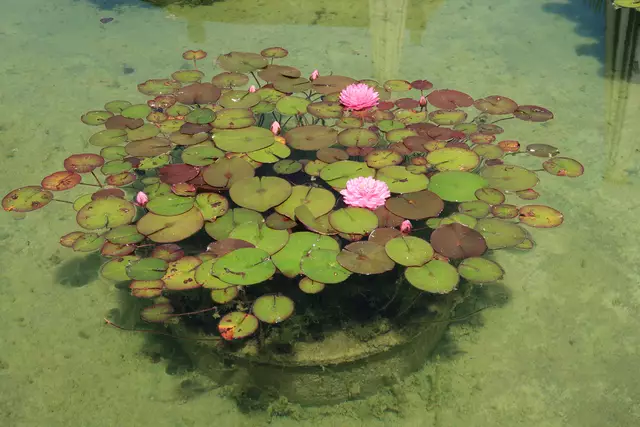 Foto: Eduard Warenik