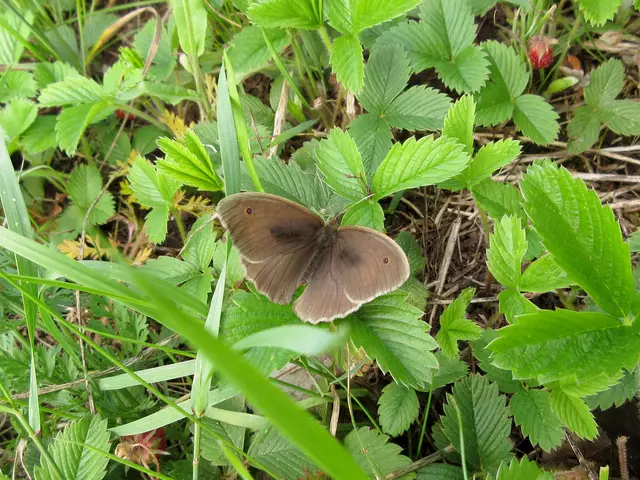 Ochsenauge | Foto: WandernGabyErich