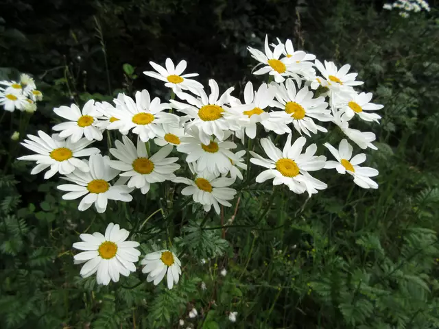 Straußmargariten | Foto: WandernGabyErich