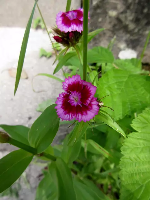 Wilde Form der Bartnelke entlang der Treppen zum Turm | Foto: WandernGabyErich