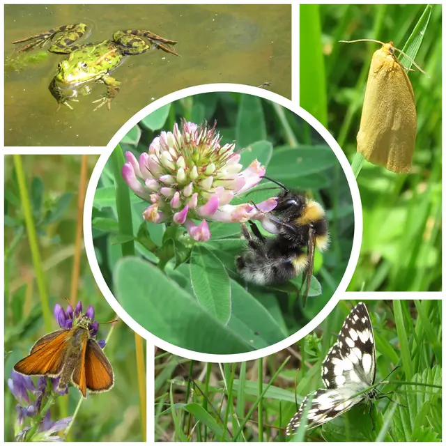Dickkopffalter, Wickler (Blattroller) und Schachbrettfalter, Frosch und Wildbiene | Foto: Aurelia Kling