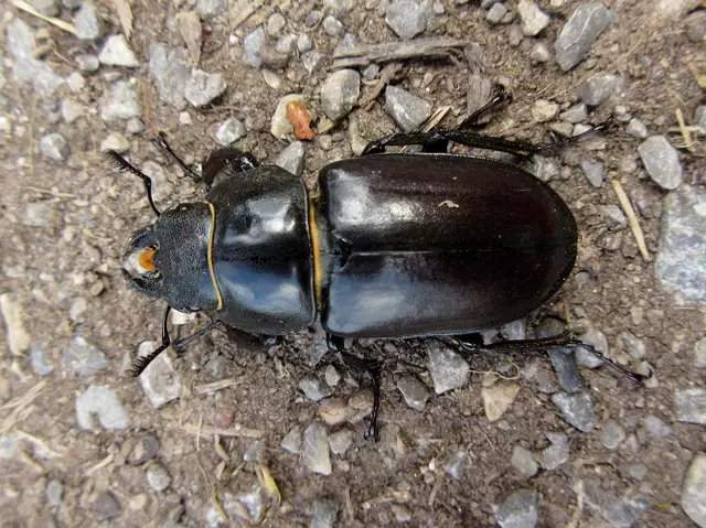 Hirschkäfer Weibchen | Foto: WandernGabyErich
