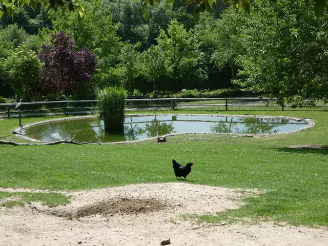 Das Tiergehege mit dem kleinen Teich. Links ist ein Reiher zu sehen, der zunächst täuschend echt aussah :-).  | Foto: sigischlottke