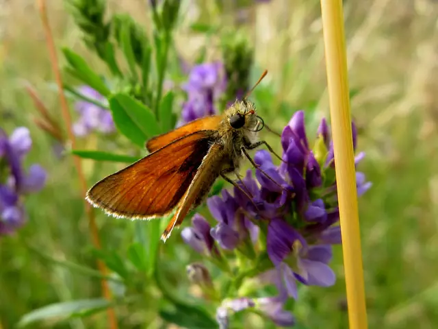 Dickkopffalter | Foto: WandernGabyErich
