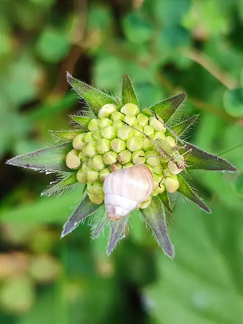Schnecke und Schrecke auf einer Blüte | Foto: Aurelia Kling