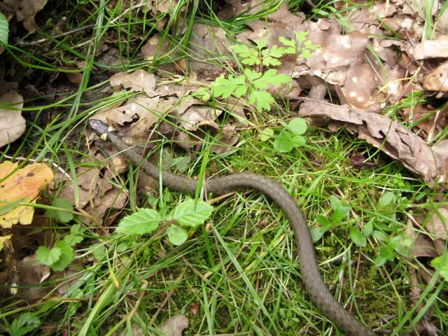 Baby-Ringelnatter | Foto: WandernGabyErich