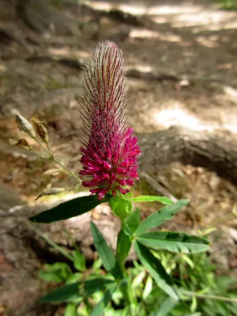 kein Inkarnat, sondern mit den spitzen Blättern Purpurklee | Foto: WandernGabyErich