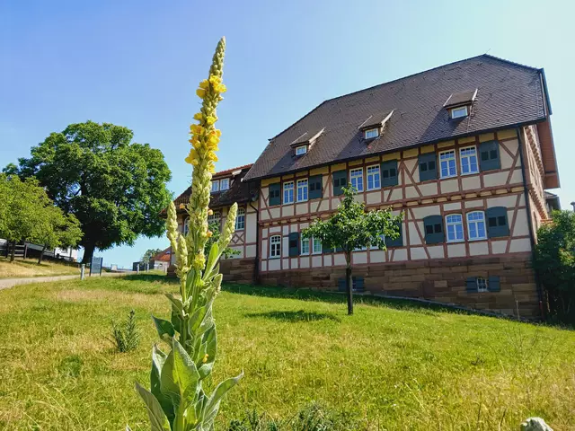 Die Königskerze passt wunderbar zu diesem tollen Fachwerkhaus, die Rückseite des Gutshofs.  | Foto: sigischlottke
