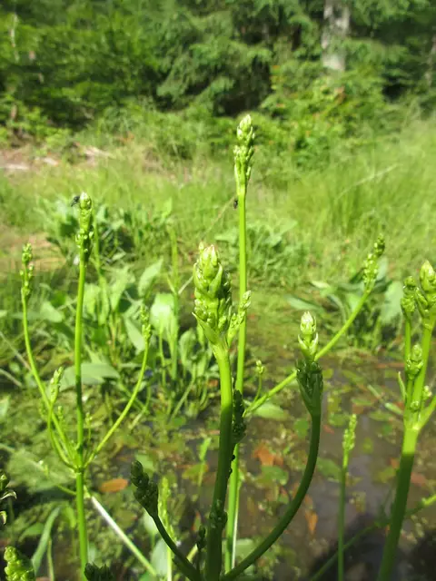 Froschlöffel bei der Urenkeleiche | Foto: WandernGabyErich
