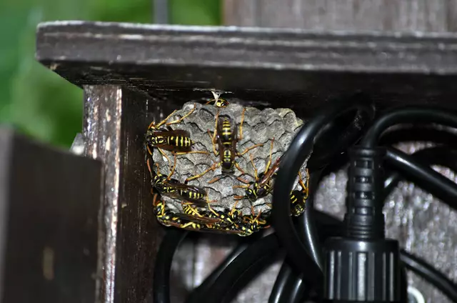 Im Holzkästchen wird gebaut. Das Nest hat im Moment die Größe eines Tischtennisballs. Ich hoffe meine Bestimmung stimmt und es sind wirklich Haus-Feldwespen. | Foto: Daniela Somers