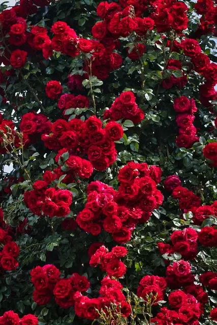 Foto: Yvonne Sperber