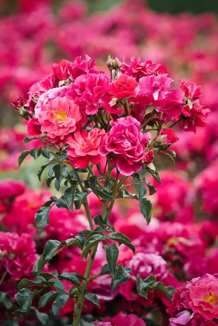 Foto: Yvonne Sperber