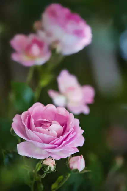 Foto: Yvonne Sperber