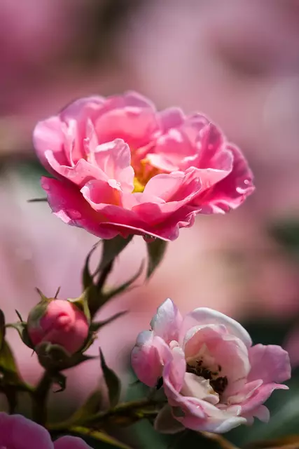 Foto: Yvonne Sperber