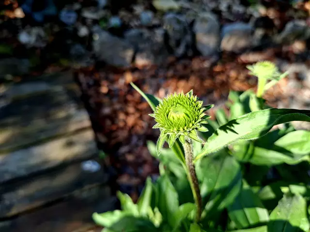 Nicht mehr lange.....🌸 | Foto: Ralf Röser