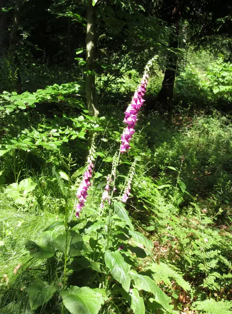 Der blühende Fingerhut begleitet die Wanderer auf der gesamten Strecke | Foto: WandernGabyErich