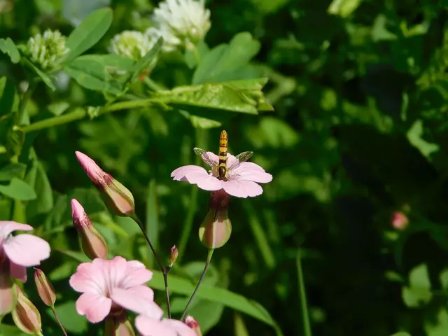 Kopfüber ins Vergnügen. | Foto: Martina Wolf 