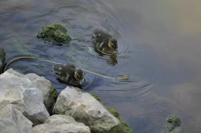 Die kleinen Entenküken haben sich mit ihrer Mama rechtzeitig in Sicherheit gebracht. | Foto: Daniela Somers