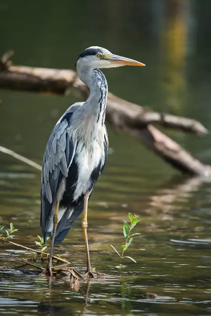 Foto: Yvonne Sperber