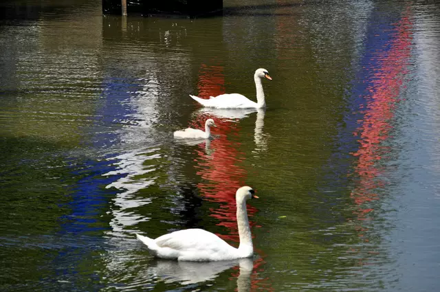 Die kleine Schwanenfamilie lässt sich nicht stören. | Foto: Daniela Somers