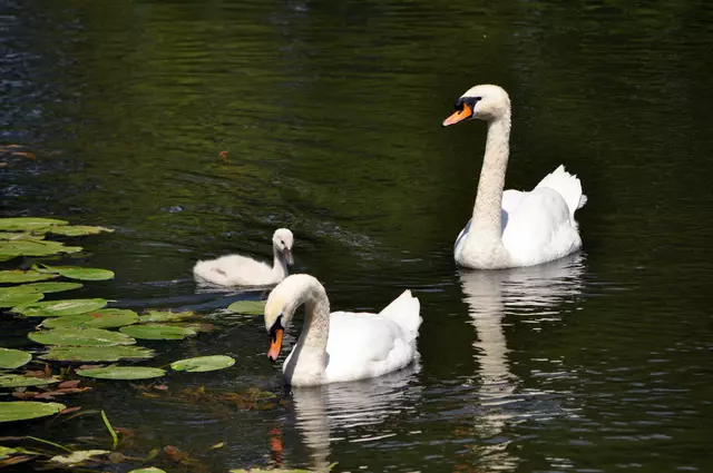Vater Schwan passt gut auf. | Foto: Daniela Somers