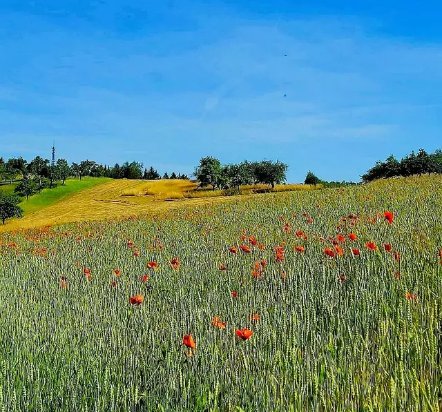 Mit Mohnblüten übersätes Getreidefeld. | Foto: Isolde Reitz