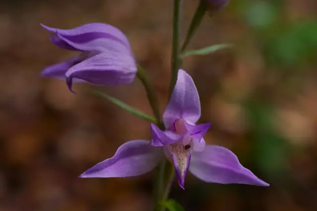 Rotes Waldvögelein | Foto: Helmut Brehm