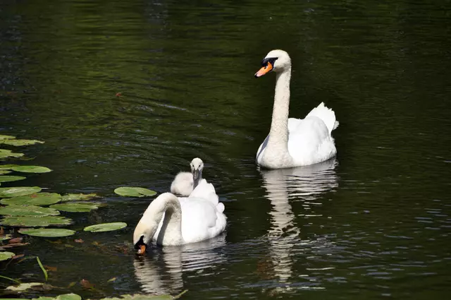 Das Einzelkind wird gut bewacht. | Foto: Daniela Somers