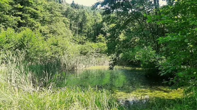 Einer von vielen, im Bottwar -  und Bruderbachtal liegenden Fischteiche. | Foto: Isolde Reitz