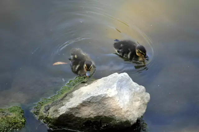 Noch ganz klein. Da ist gut gewesen, dass sie am Ufer blieben. | Foto: Daniela Somers