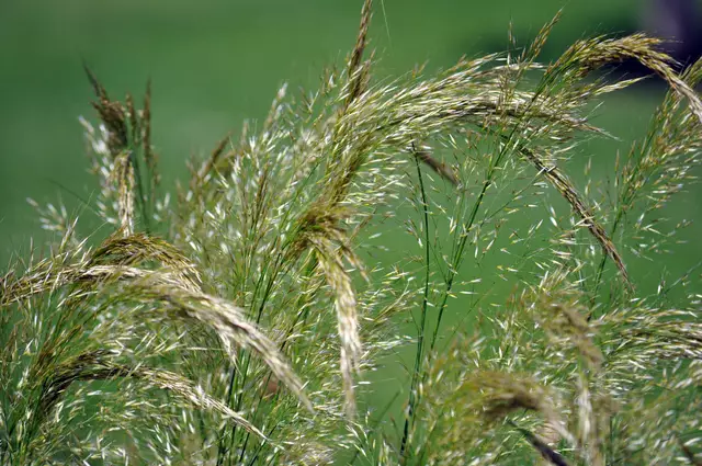 Filigrane Gräser sind einfach immer schön | Foto: Daniela Somers