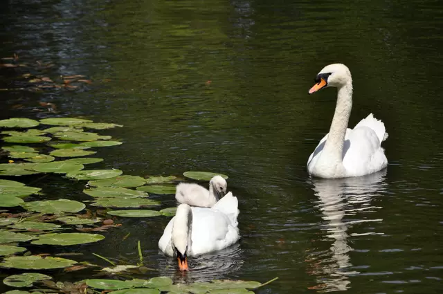 Bleibt zu hoffen, dass das restliche Fest die Schwanenfamilie nicht weiter stört. | Foto: Daniela Somers