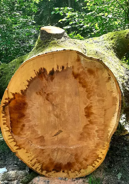 Was der riesige Baumstamm wohl alles zu erzählen hätte ? | Foto: Isolde Reitz