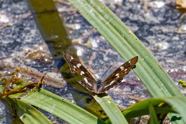 Ein Boeing-Schmetterling - harharhar | Foto: WKY